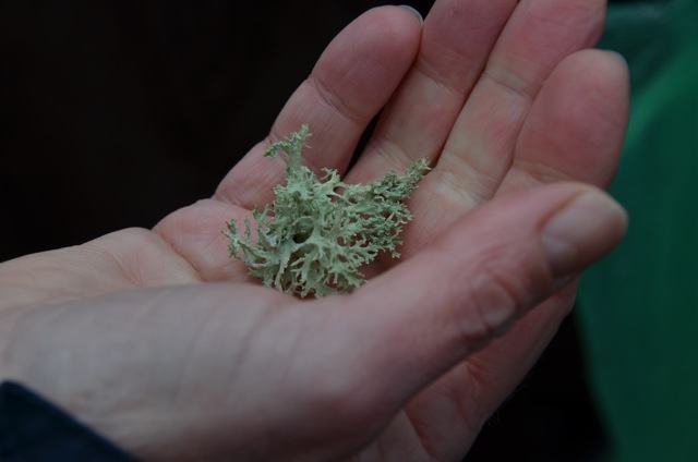 2011 12 A la découverte des lichens 15